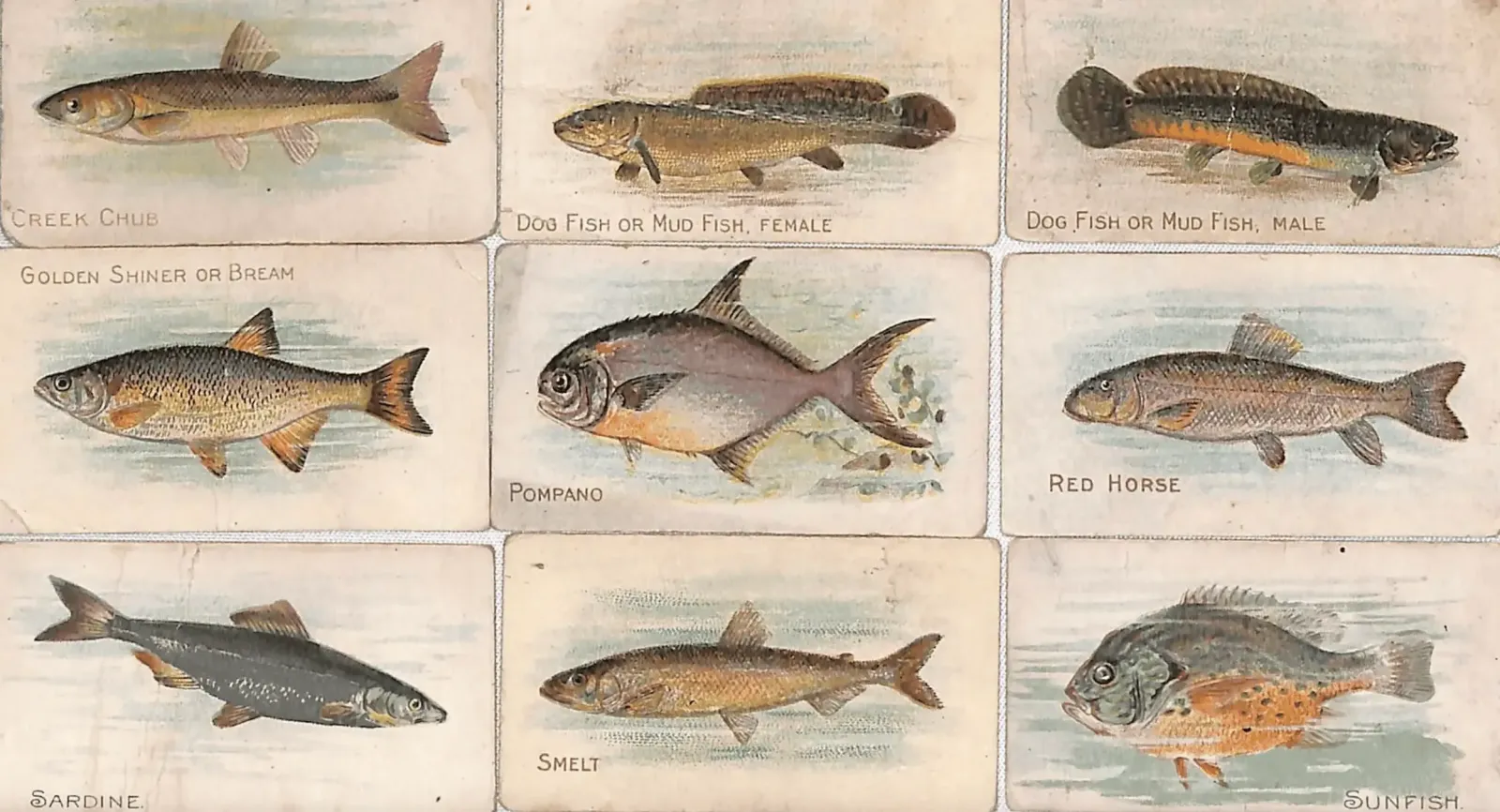 1910 T58 Fish Series (Lot of 9)